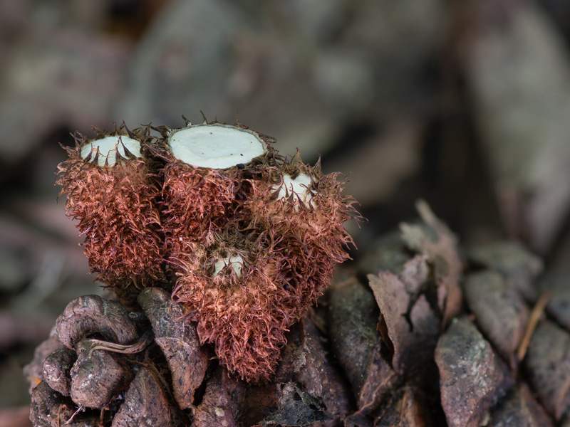 Cyathus striatus